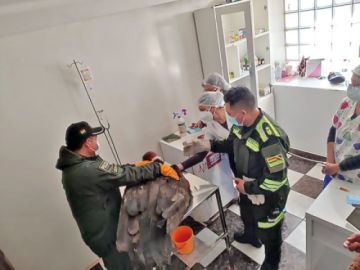Hallan 6 cóndores muertos en Tarabuco