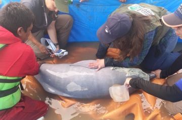 Rescatan a siete bufeos que quedaron aislados del Río Grande, en Santa Cruz