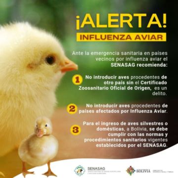 Bolivia declara alerta sanitaria por brote de influenza aviar en la región