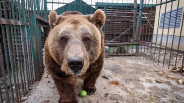 Mark, el oso pardo inicia su vida en libertad tras 20 años de cautiverio