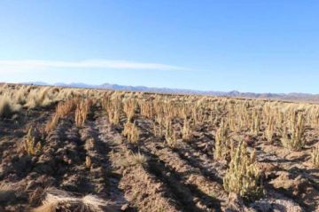 Pocoata reporta más de mil hectáreas de cultivos dañadas