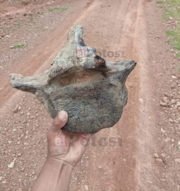 Reportan que brigada de médicos halla restos de animal prehistórico