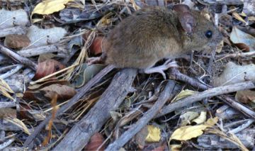 Hallan ratones transmisores de hantavirus en el norte potosino