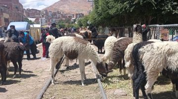 Hay una amplia oferta de animales por carnavales