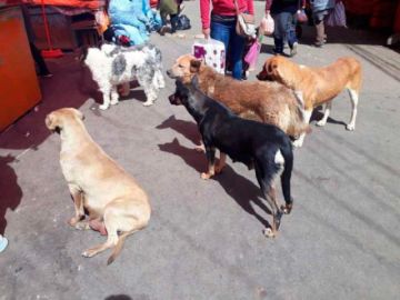 Zoonosis inicia campaña de esterilización de mascotas