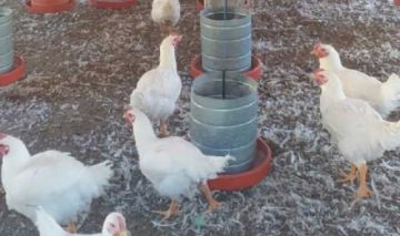 Sacrifican a 15 aves por la influenza aviar en Cotagaita