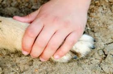 Dos hermanos y sus perritos aparecen sin vida en su casa en La Paz