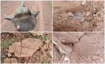 Buscan que Potosí sea parte de la “Ruta de los Dinosaurios”