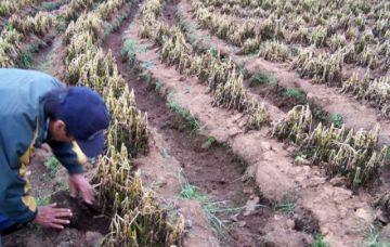 Gobernación entrega alimentos a familias afectadas por desastres 