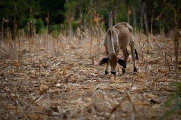 La FAO pide a Centroamérica adaptar su agro al “clima del futuro” ante la llegada de El Niño