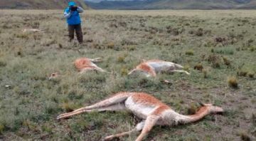 Sequia mata a vicuñas y animales silvestres en ayllu de Cala Cala