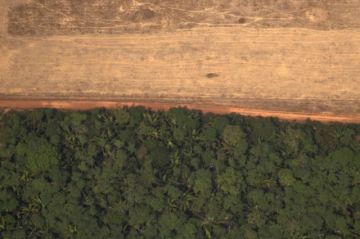 Brasil desforestó un área del tamaño de Israel en 2022