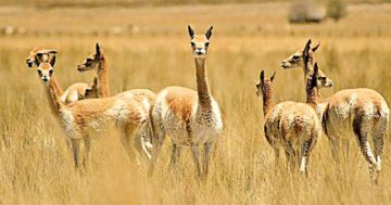 Número de vicuñas crece en un 11,5% en el Sajama