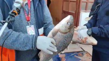Intendencia detectó pescado en mal estado y de contrabando en el mercado Abasto de Potosí