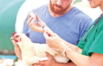OMS: La gripe aviar podría mutar e infectar humanos 