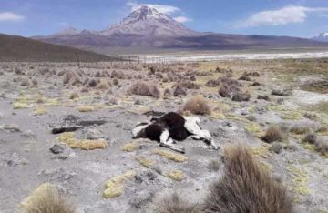 Aumentan las muertes de ganado camélido por bajas temperaturas