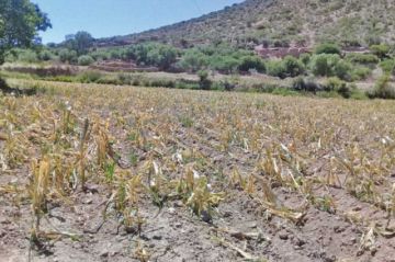 Solo 25% de tierras de cultivo de Potosí tiene  garantizada el agua