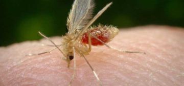 En lo que va del año se detectó un caso importado de leishmaniasis en Potosí