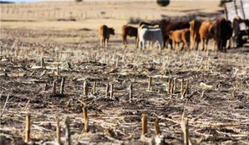 Dos regiones de Potosí serán las  más “golpeadas” por la sequía