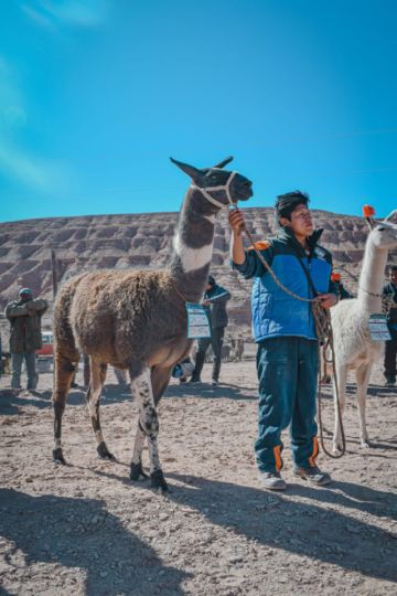 Colcha K representará a Potosí en la feria nacional de camélidos