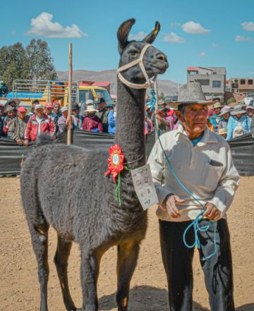 Colcha K representará a Potosí en la feria nacional de camélidos