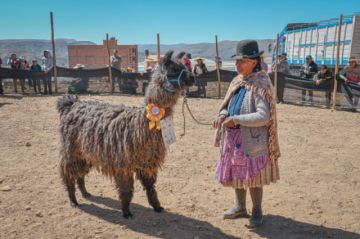 Colcha K representará a Potosí en la feria nacional de camélidos