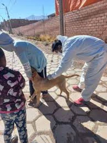 Sedes confirma campaña de vacunación antirrábica en Potosí