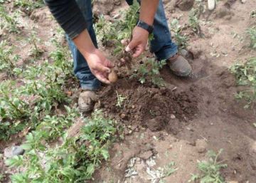 La sequía afecta la producción agricola de Tacobamba