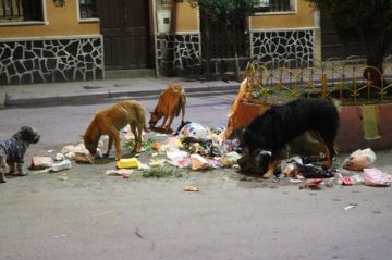 Detectan 21 casos de rabia canina y se alistan para la vacunación