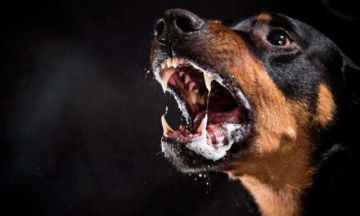 Los casos de rabia canina suben a 27 en el Departamento de Potosí