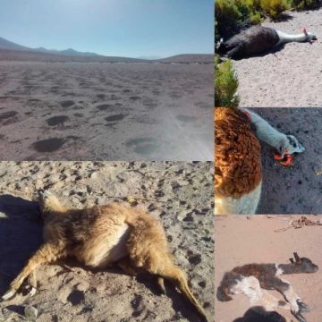 La falta de agua mata a más de  5 mil cabezas ganado en Potosí