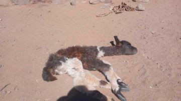 Pobladores en Nor Lípez pierden llamas cada día debido a la sequía