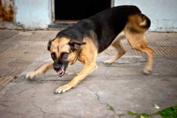 Potosí está en el segundo lugar en casos de rabia en Bolivia