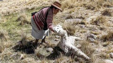 Cifra de ganado muerto por crisis del agua ya bordea los seis mil