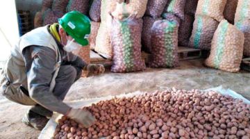Potosí certificó 3.000 toneladas de semillas entre 2022 y 2023