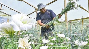 Floricultores en emergencia por subida del contrabando
