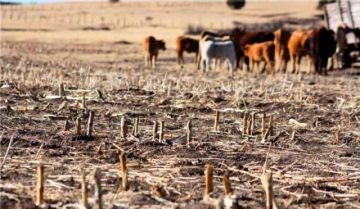 Pronostican que los efectos del fenómeno “El Niño” serán ligeros