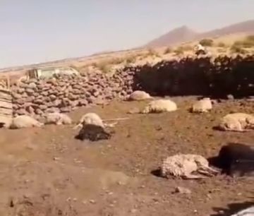 Niños filman biocidio masivo de ovejas en Chusqui. en el sudoeste de Potosí