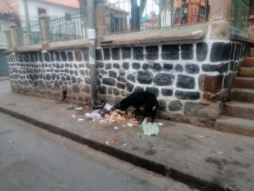 Reglamentación definirá sanción para dueños de perros