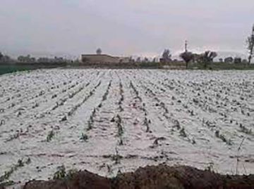 Comunarios de Betanzos pierden todos sus cultivos por el granizo