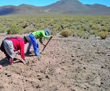Llegan las lluvias y avanza 40 % la siembra en las comunidades