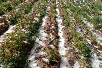 Granizadas y heladas destruyeron más de mil hectáreas de cultivos