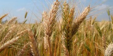 Granos: Santa Cruz produjo 5,8 millones de toneladas