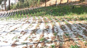 Las granizadas afectaron los cultivos de tres municipios 