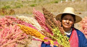 Productores de Bolivia optan por mercado peruano para venta de quinua