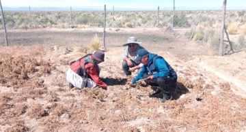 La sequía afectó la producción de 32 comunidades en municipio de Yocalla
