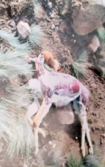Los originarios denuncian la matanza de muchas vicuñas