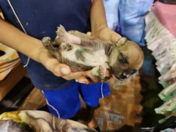 Jóvenes rescatan a animales olvidados durante las inundaciones en la amazonía boliviana