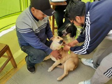 Campaña de vacunación a cachorros será el 6 de abril en Potosí
