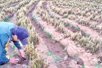 Desastres naturales afectan 14.000 hectáreas de cultivos